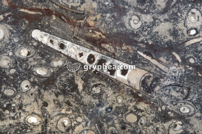 Orthoceras, Maroc - gryphea.com